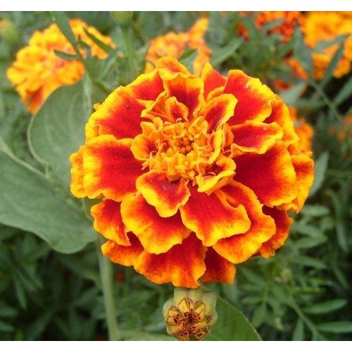HCM]Gói 50 hạt giống hoa Cúc Vạn Thọ Ban Mai Lùn 30cm Đỏ Đậm Rìa Vàng |  Lazada.vn