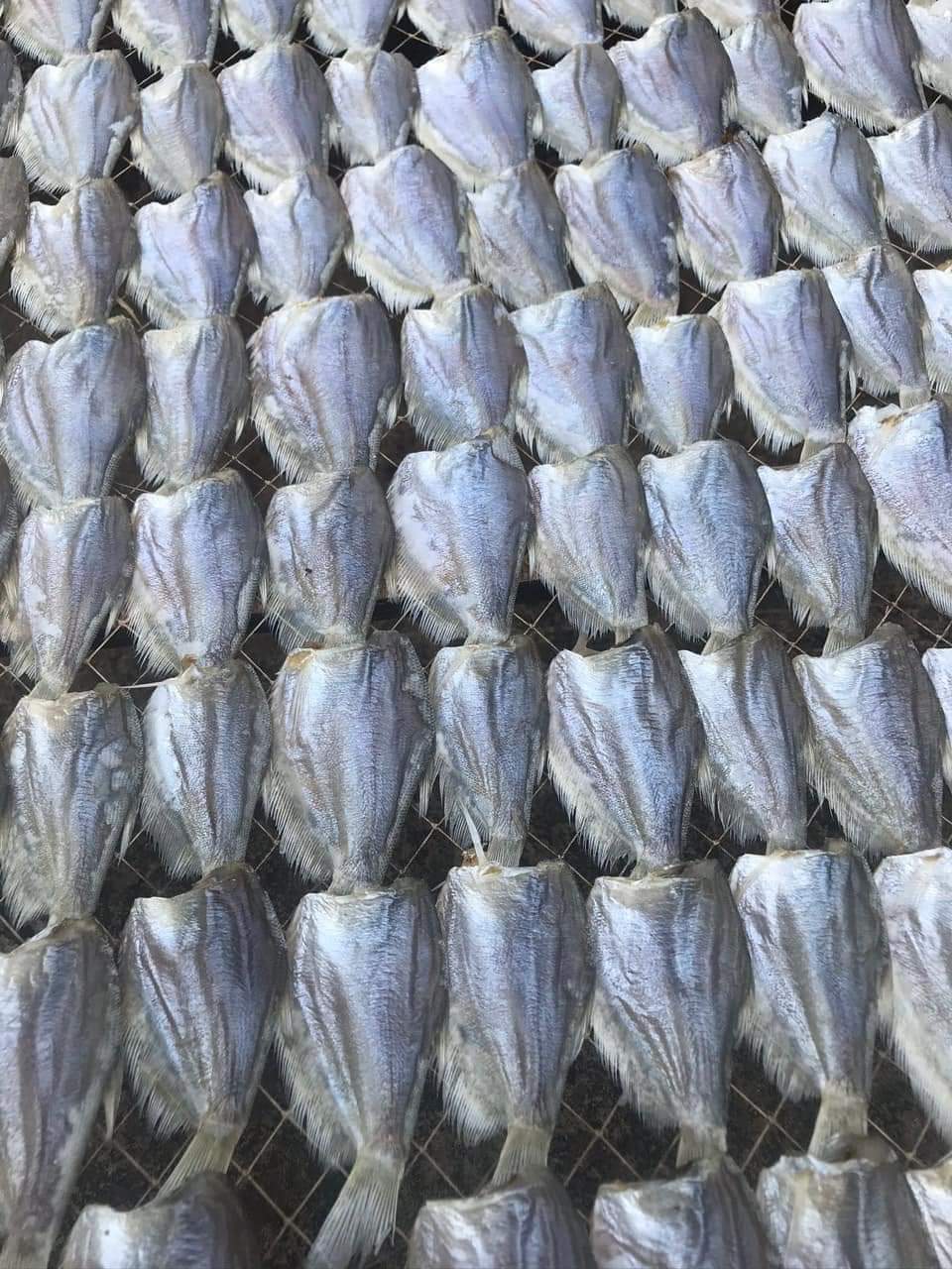 1KG Khô sặc đồng, sặc bướm khô queo vị vừa ăn không mặn,Khô Thoại Sơn