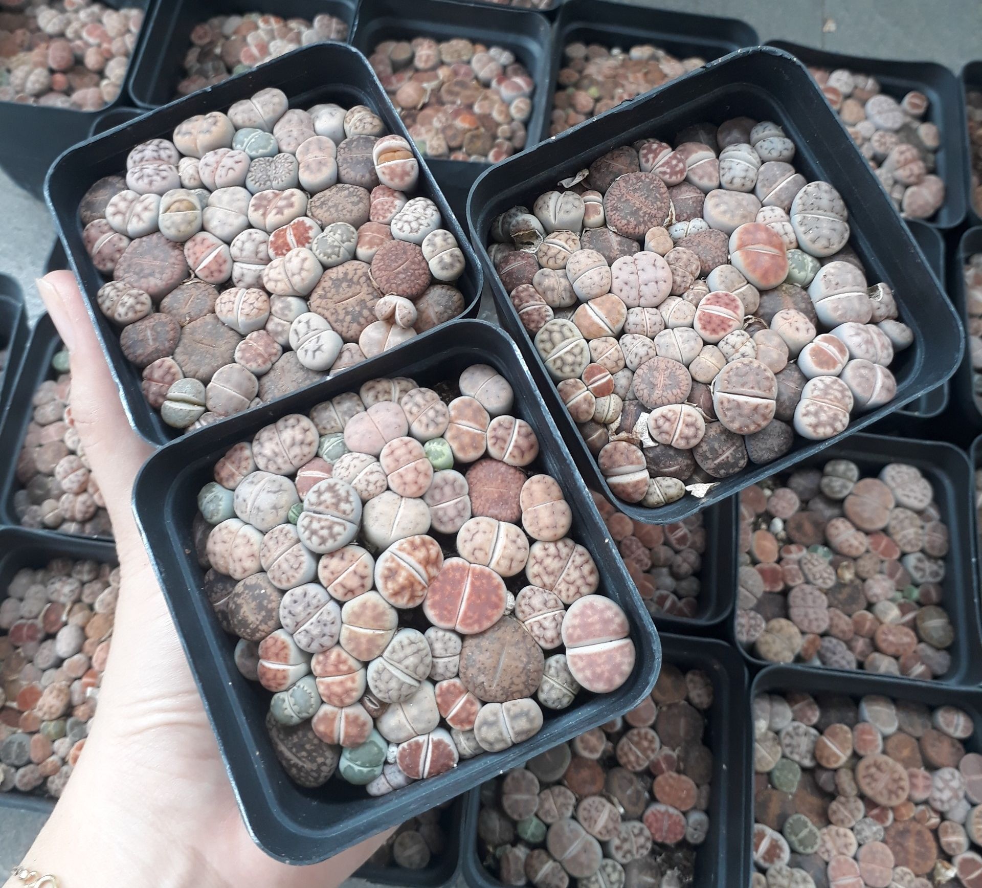 Sen Mông Baby Mix Nhiều Màu Chậu 7cm (Sen Mông/Lithops/Thạch Lan)