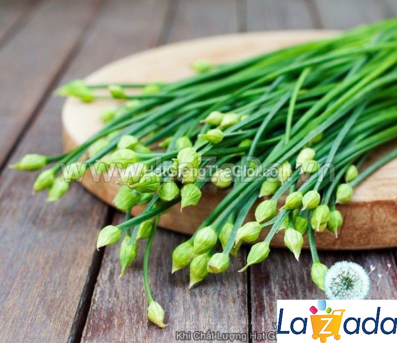 1Gr Hạt Giống Hẹ Bông Lâu Năm (B3.105| C24*W43*M164)