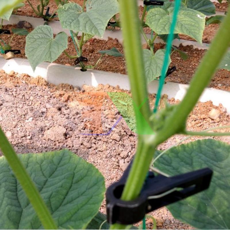 Dây treo nâng cây DAT-21, Dây treo dưa lưới, Dây nâng dưa leo, Dây treo cà chua, Nho - Cuộn 1000 m