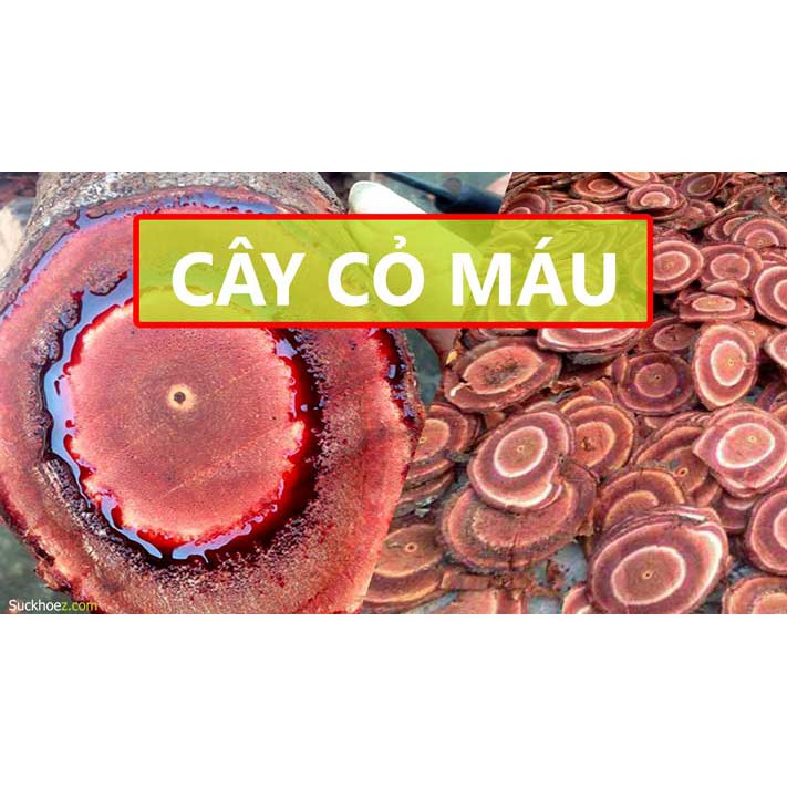 1kg Cỏ Máu (Huyết Đằng /Cỏ Béo) sấy khố