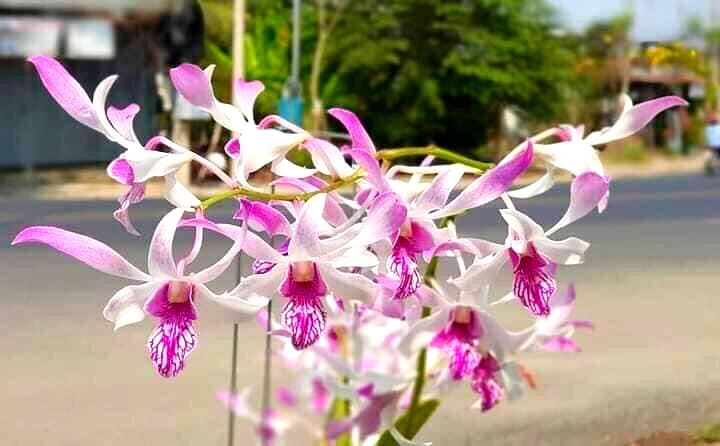 HOA LAN DENRO URAWAN NẮNG THƠM