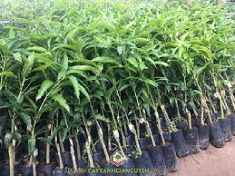 CÂY GIỐNG XOÀI TỨ QUÝ