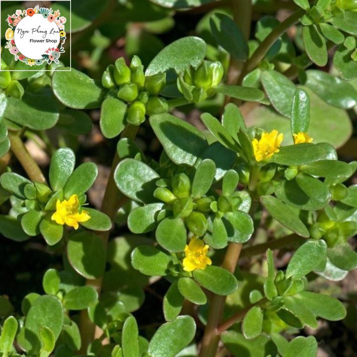 Giống Rau Sam, Rau Sam, Sam Đất - Gói 2 Gram