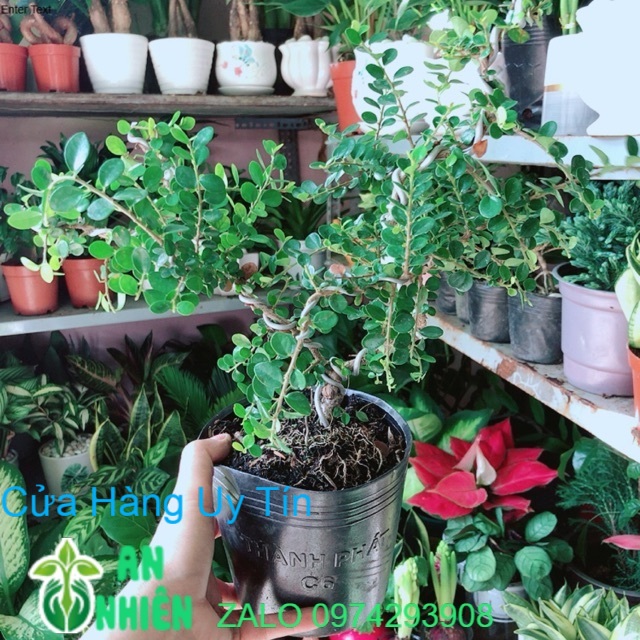 Cây Linh Sam Núi Sam Trái