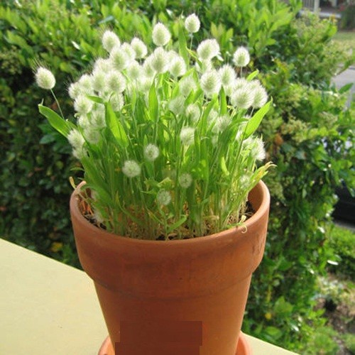 Hạt giống cỏ đuôi thỏ - 1 gói 100 hat