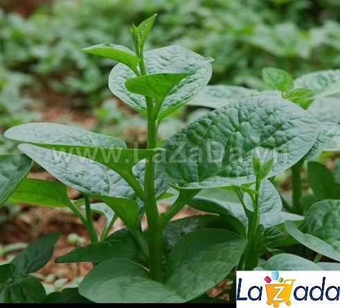 1KG Hạt Giống Rau Mồng Tơi (| Y1*W32)