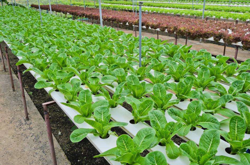 Dung dịch thủy canh Hydroponic 100ml