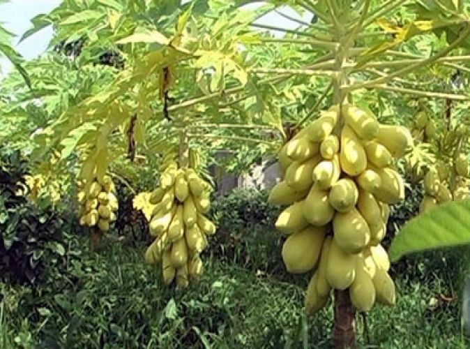 Hạt giống đu đủ da vàng