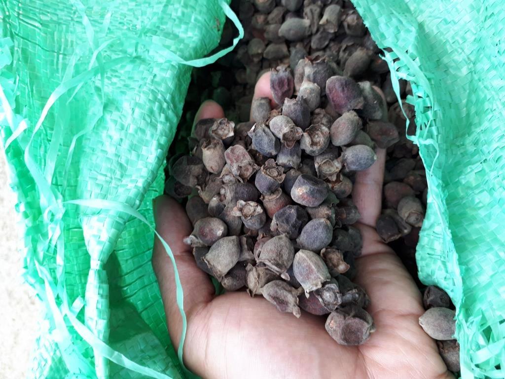 500gr Quả sim rừng khô hàng Kon Tum