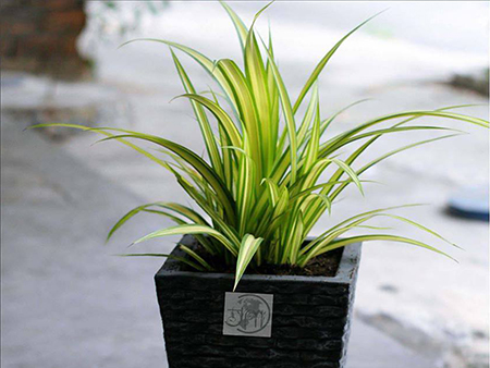 Cây Dứa Đại Phát - Dứa Sọc Vàng - cây cảnh mini