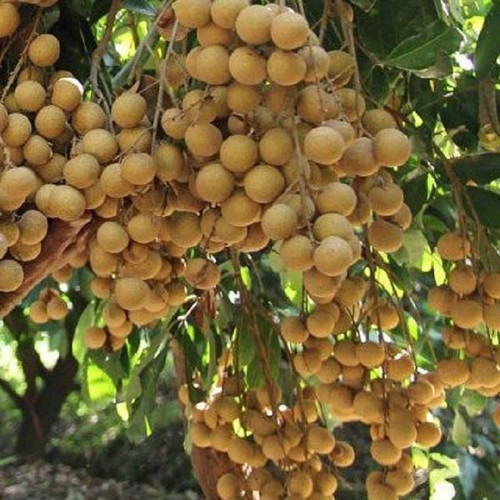 Cây giống nhãn IDO