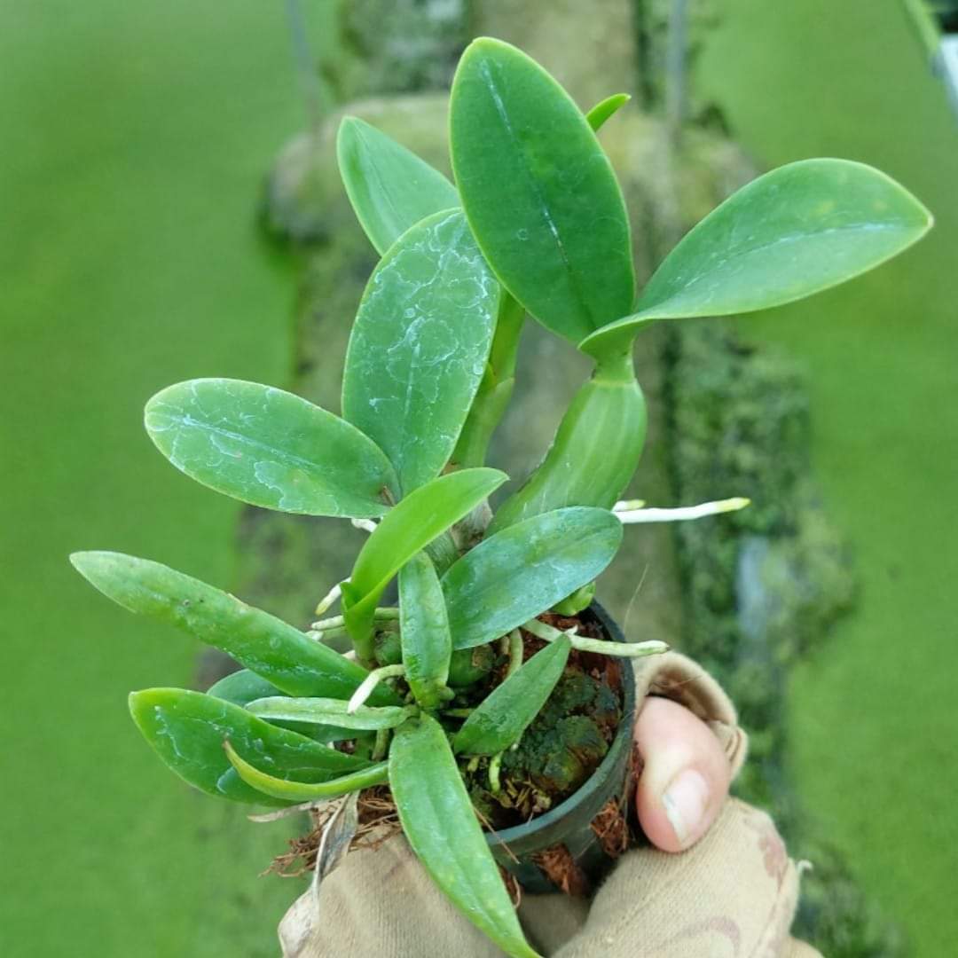Hoa lan ống điếu