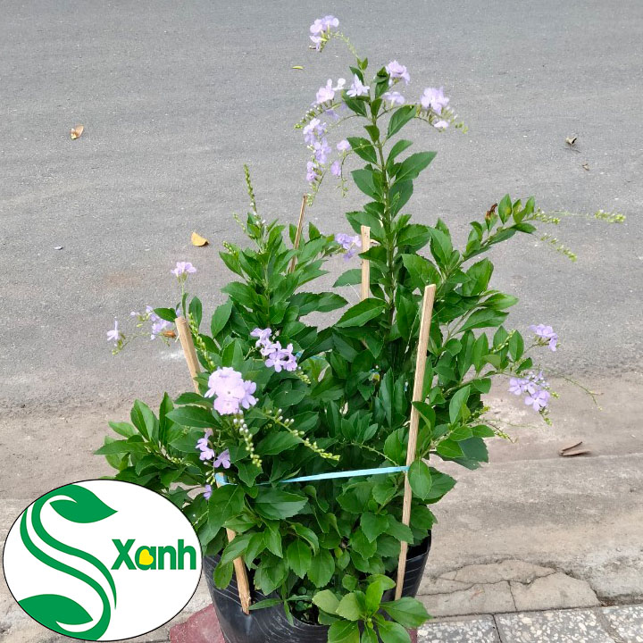 Cây chuỗi ngọc hoa tím