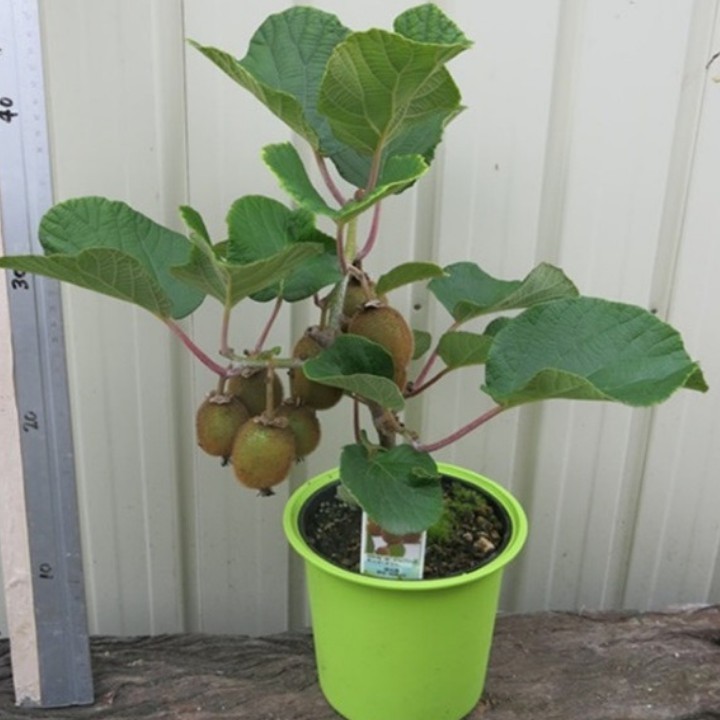 Cây giống Kiwi - C028