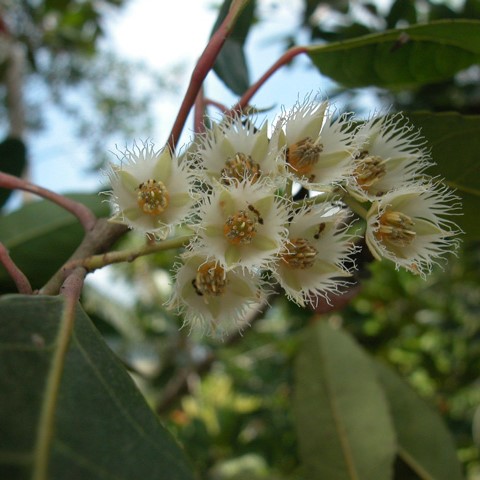 Cây Cà Na Thái (loại to)