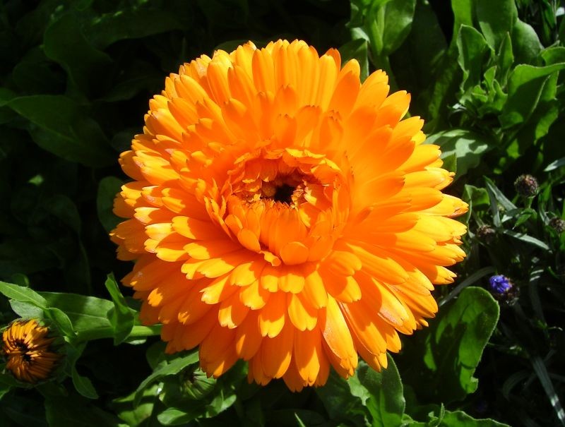 Hạt Giống Hoa Cúc ZINNIA Thấp Cây 50 hạt