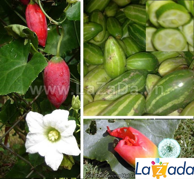 1.5GR 200.HẠT Hạt Giống Cây Bình Bát Dây Dây Bát Mãng Bát (| A4*X57)