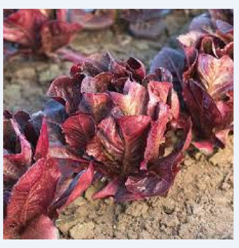 Hạt giống xà lách romaine đỏ - 0,2gr/gói