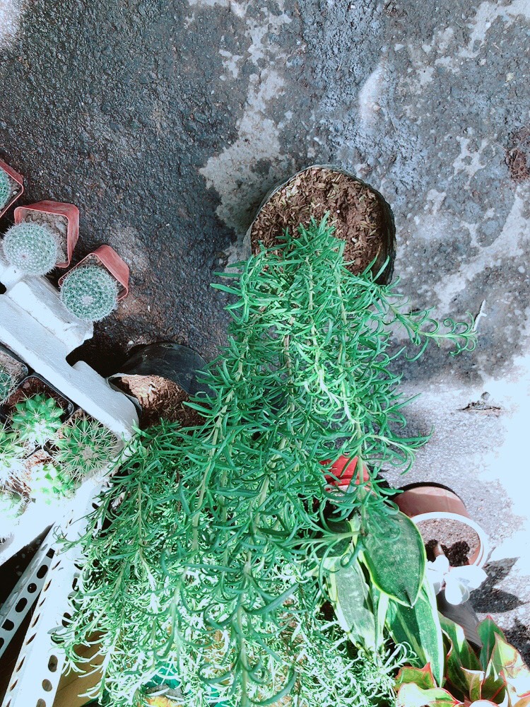Chậu Hương Thảo