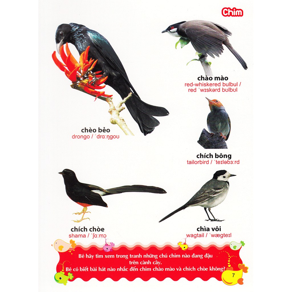 Sách- Từ Điển Tranh Về Các Con Vật (ML)