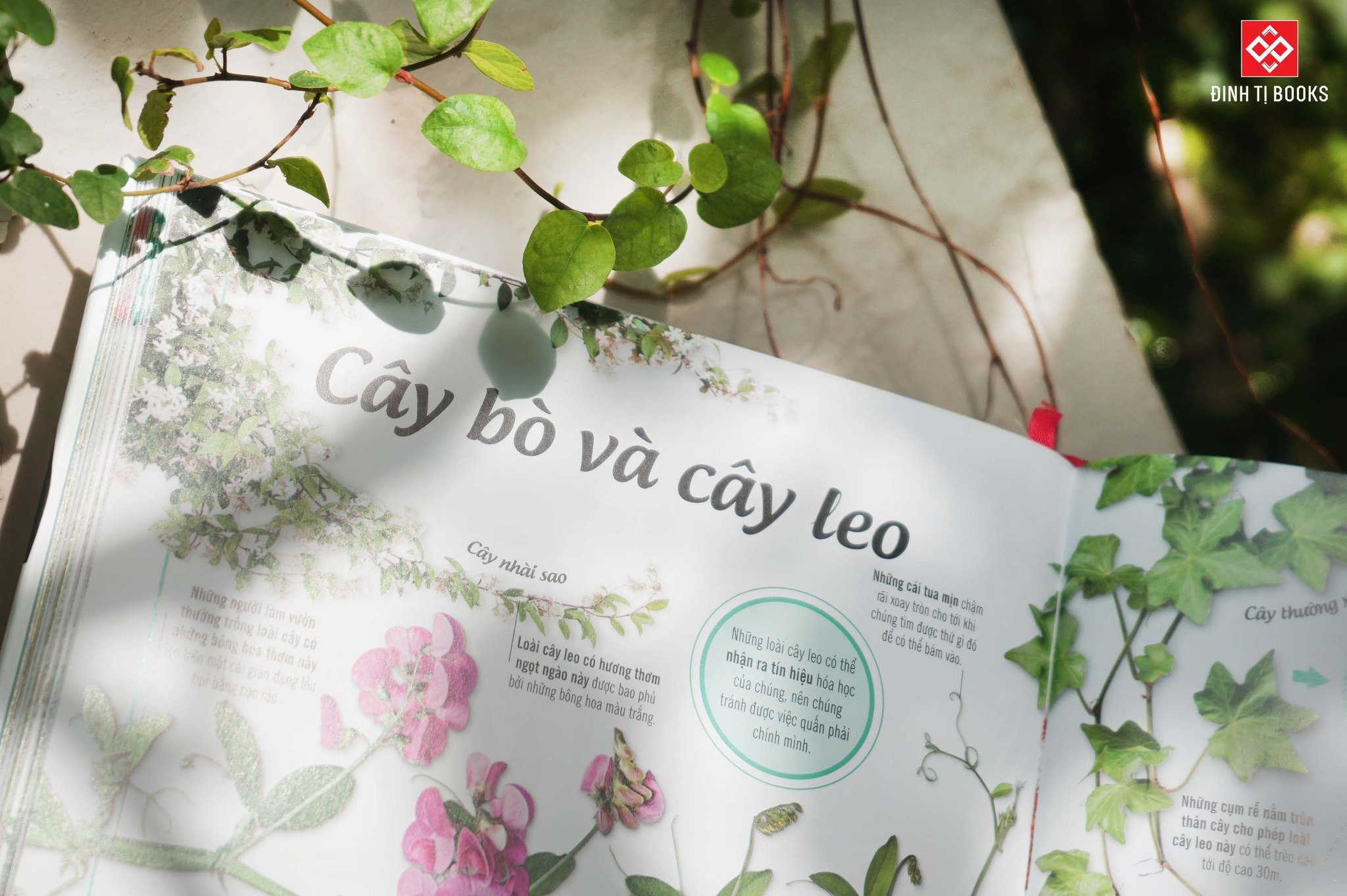 Cây, Lá, Hoa và Hạt