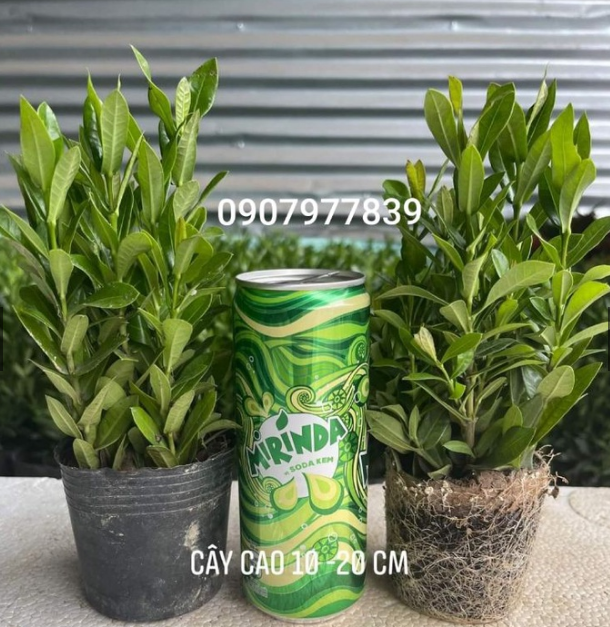 Chậu Hoa Mẫu Đơn 5 Màu (bông trang giao chậu hình cuối)