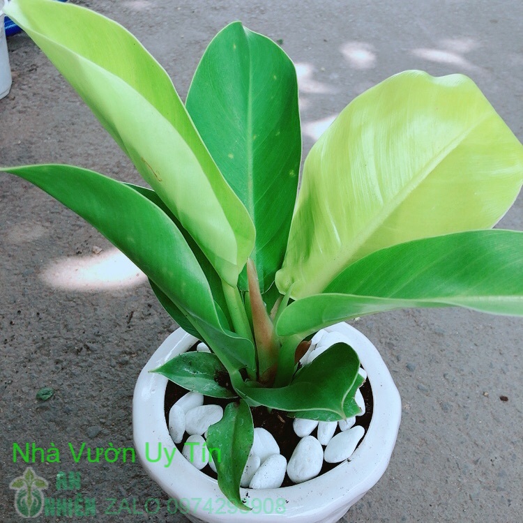 Chậu trầu bà đế vương