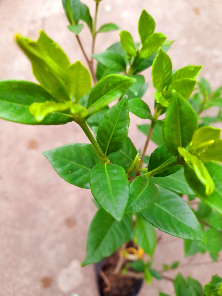 Chậu hoa lài tiểu thư thơm