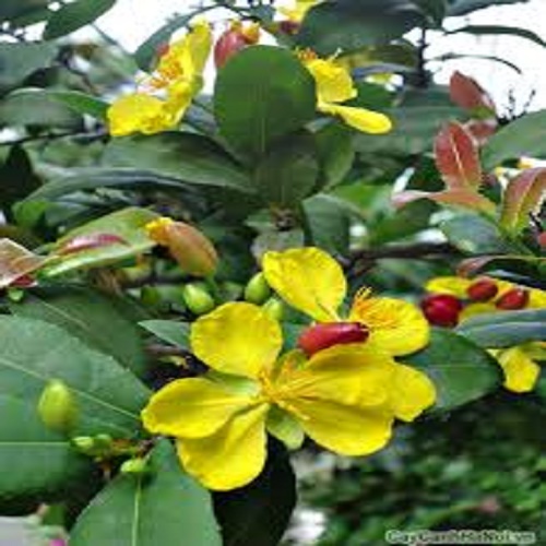 Cây  Giống Mai Tứ Quý