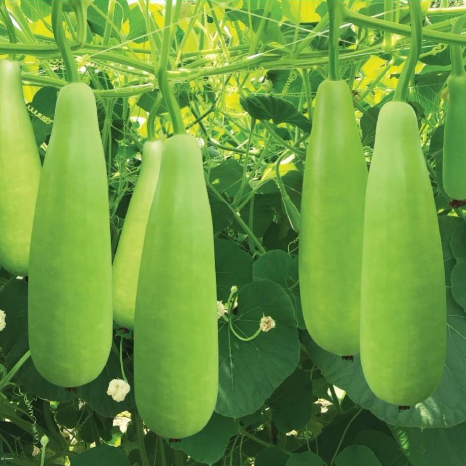Hạt giống bầu xị f1 - gói 10 hạt