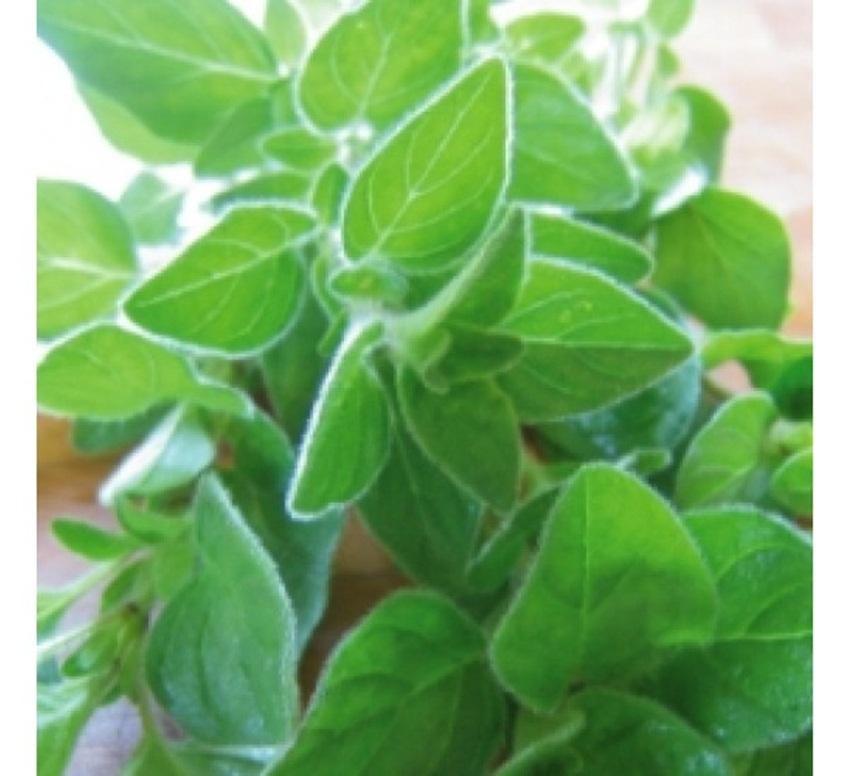 Hạt giống oregano Ý