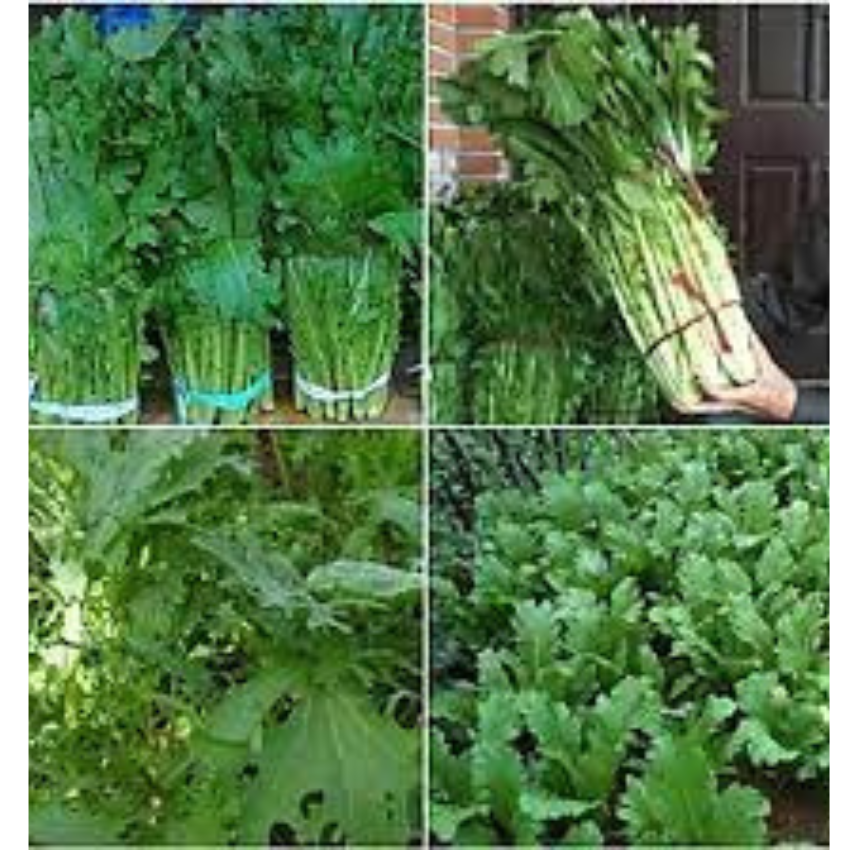 200 HẠT GIỐNG RAU CẢI MÈO TÂY BẮC