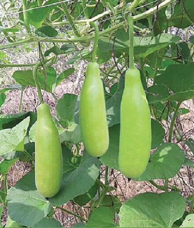 Túi 10 Hạt giống bầu lai F1 - VTNT