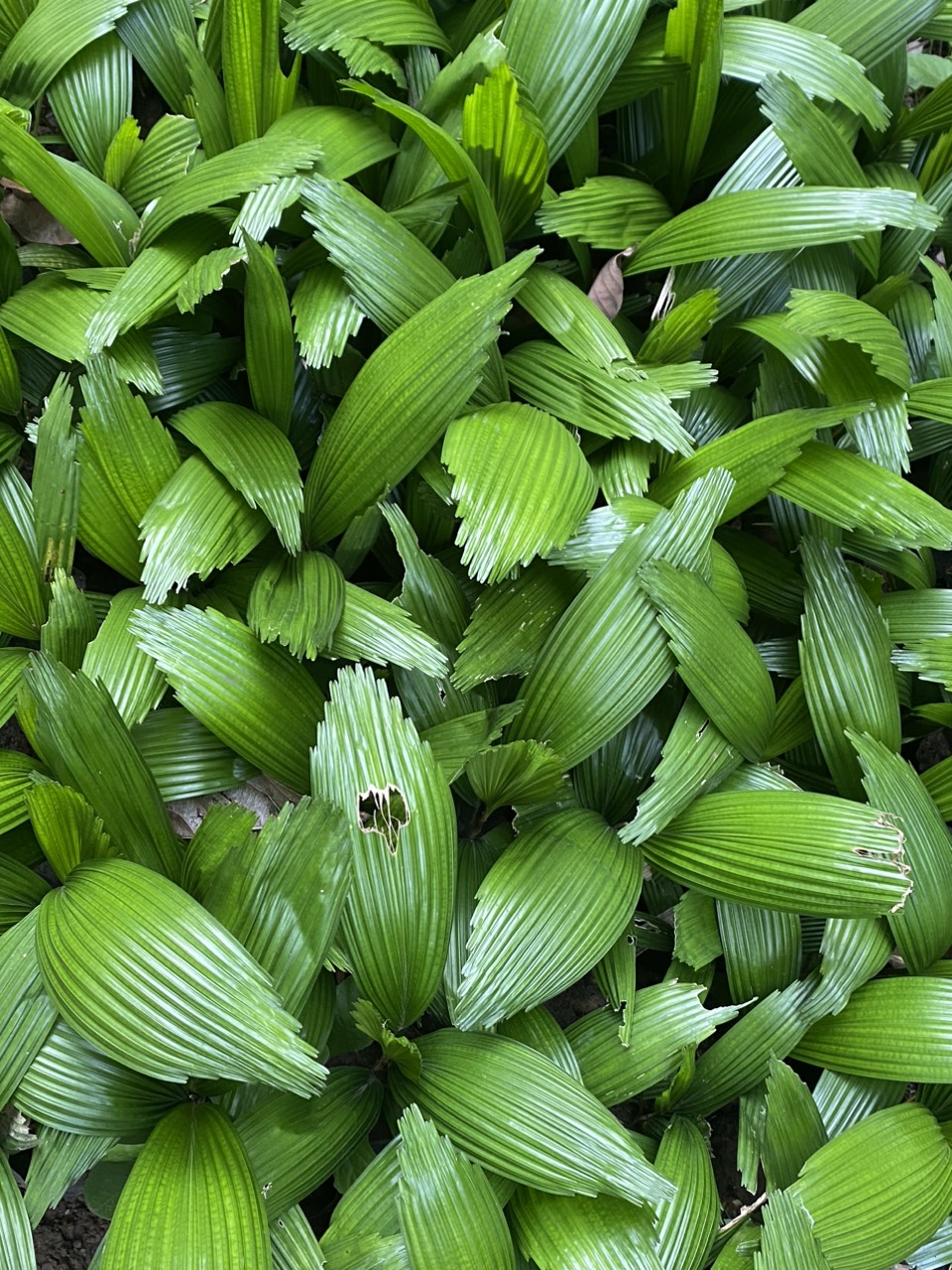 cây kè nhật trồng phong thuỷ
