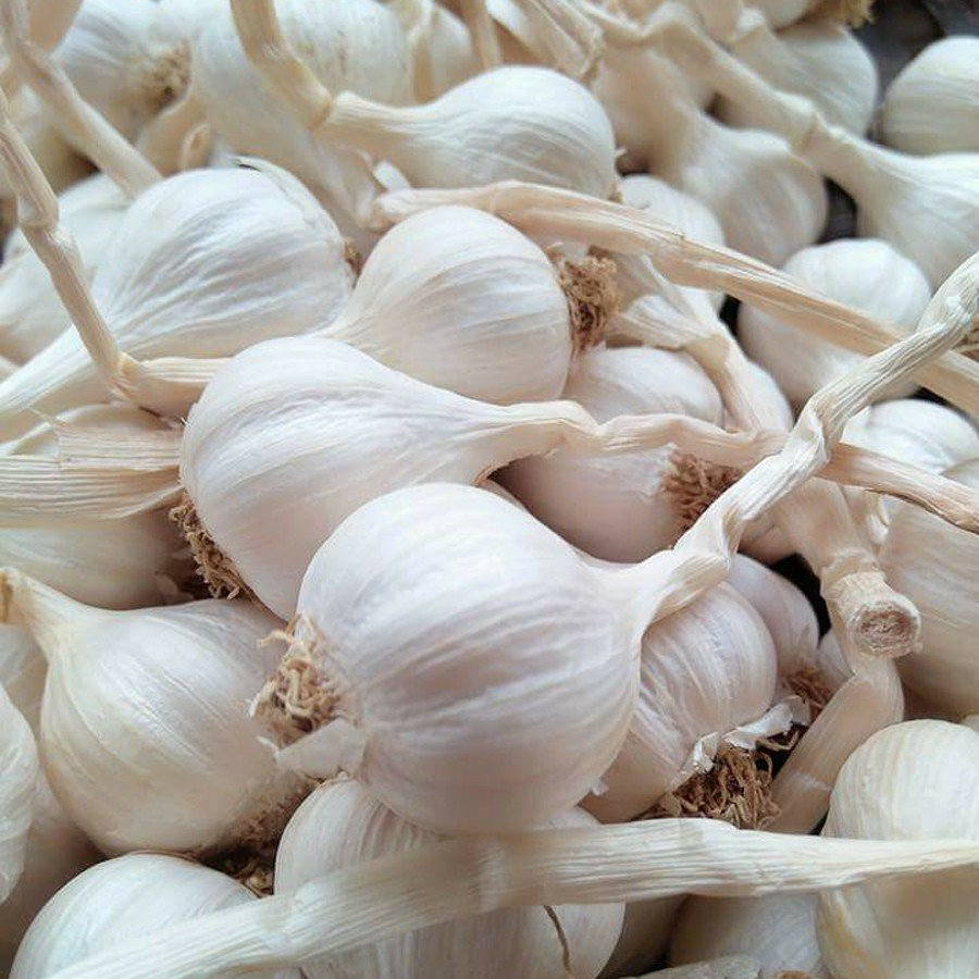 bột tỏi-100g
