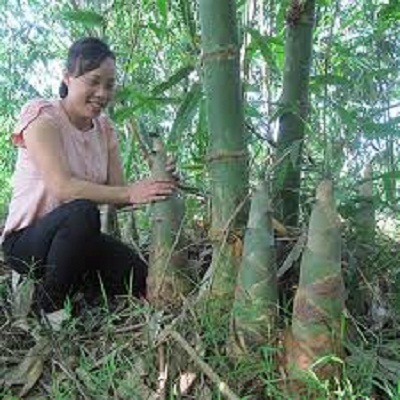 CÂY GIỐNG MĂNG TRE TỨ QUÝ ĐÀI LOAn