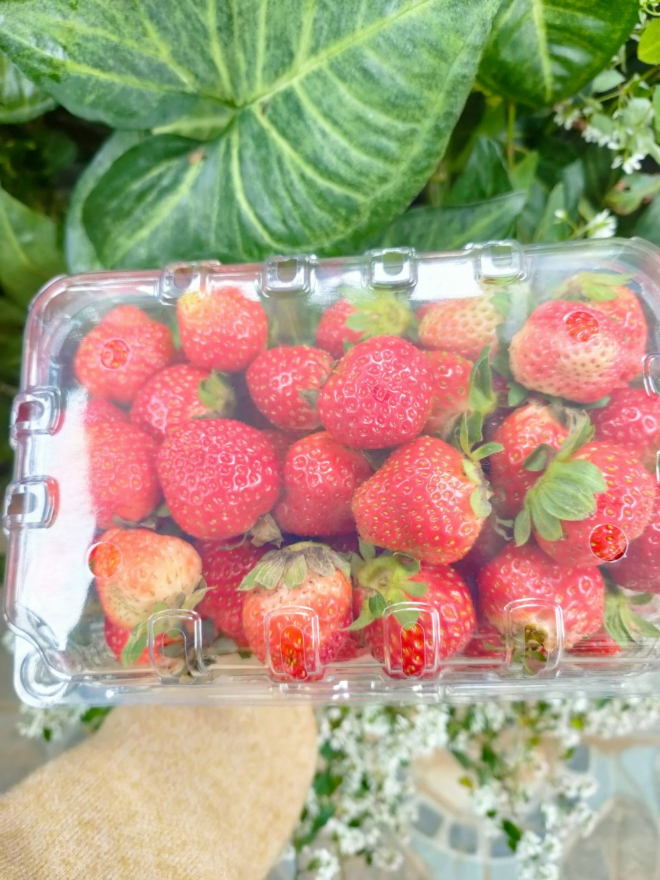 Fresh Strawberry (Origin of Produce: Dalat)