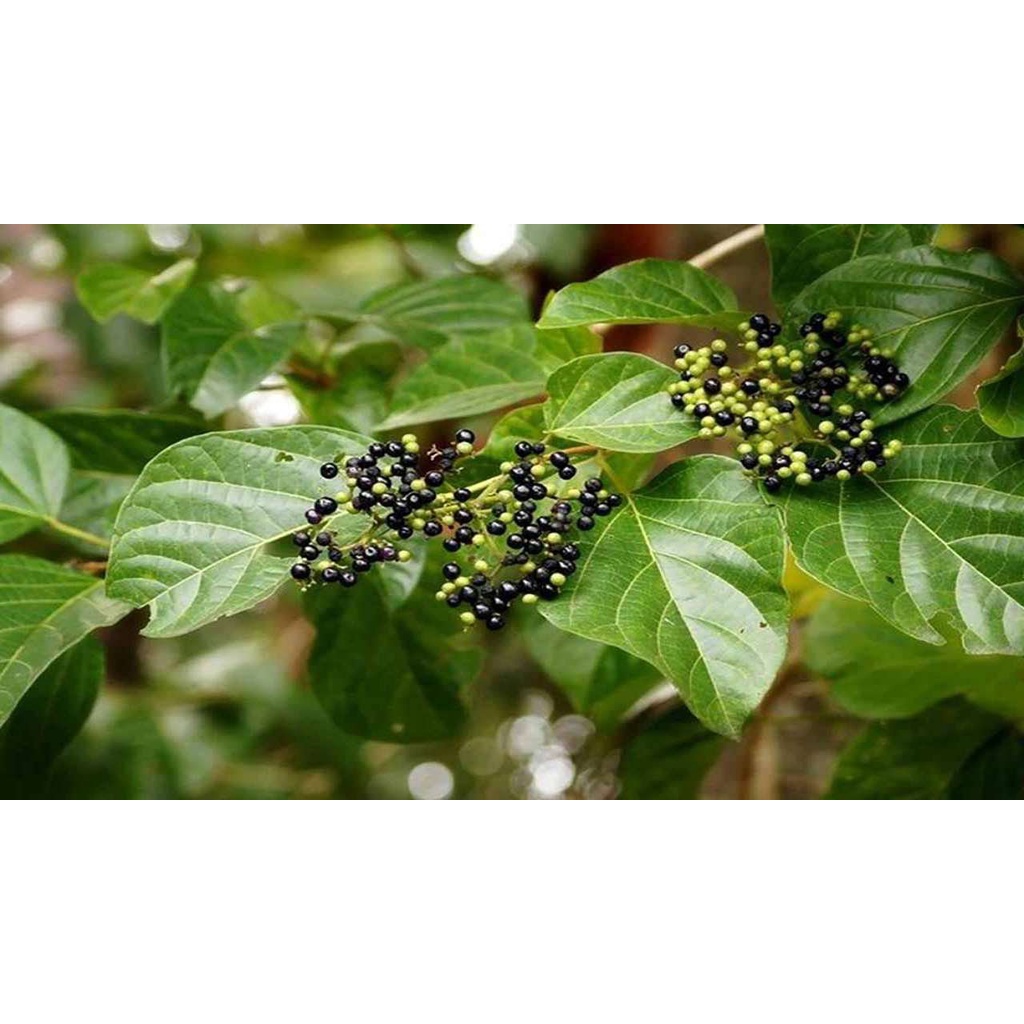 cây giống vọng cách (cây lá cách)