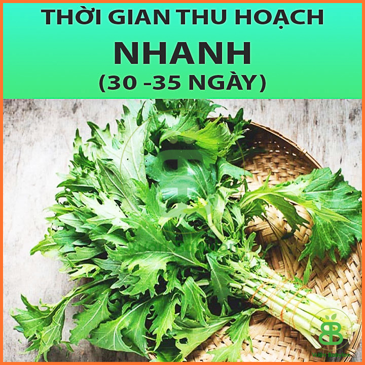 Hạt Giống Cải Ngọt Đuôi Phụng Cao Sản 20GR