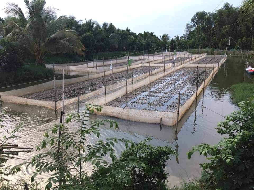 Tráng vèo lồng nuôi ốc , ếch ,cá - loại 10x5x1,3