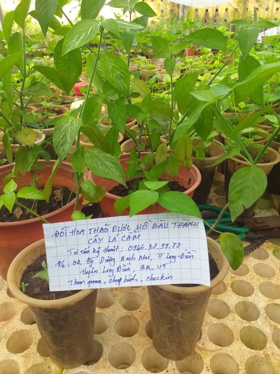 Cây lá cẩm tím, đỏ