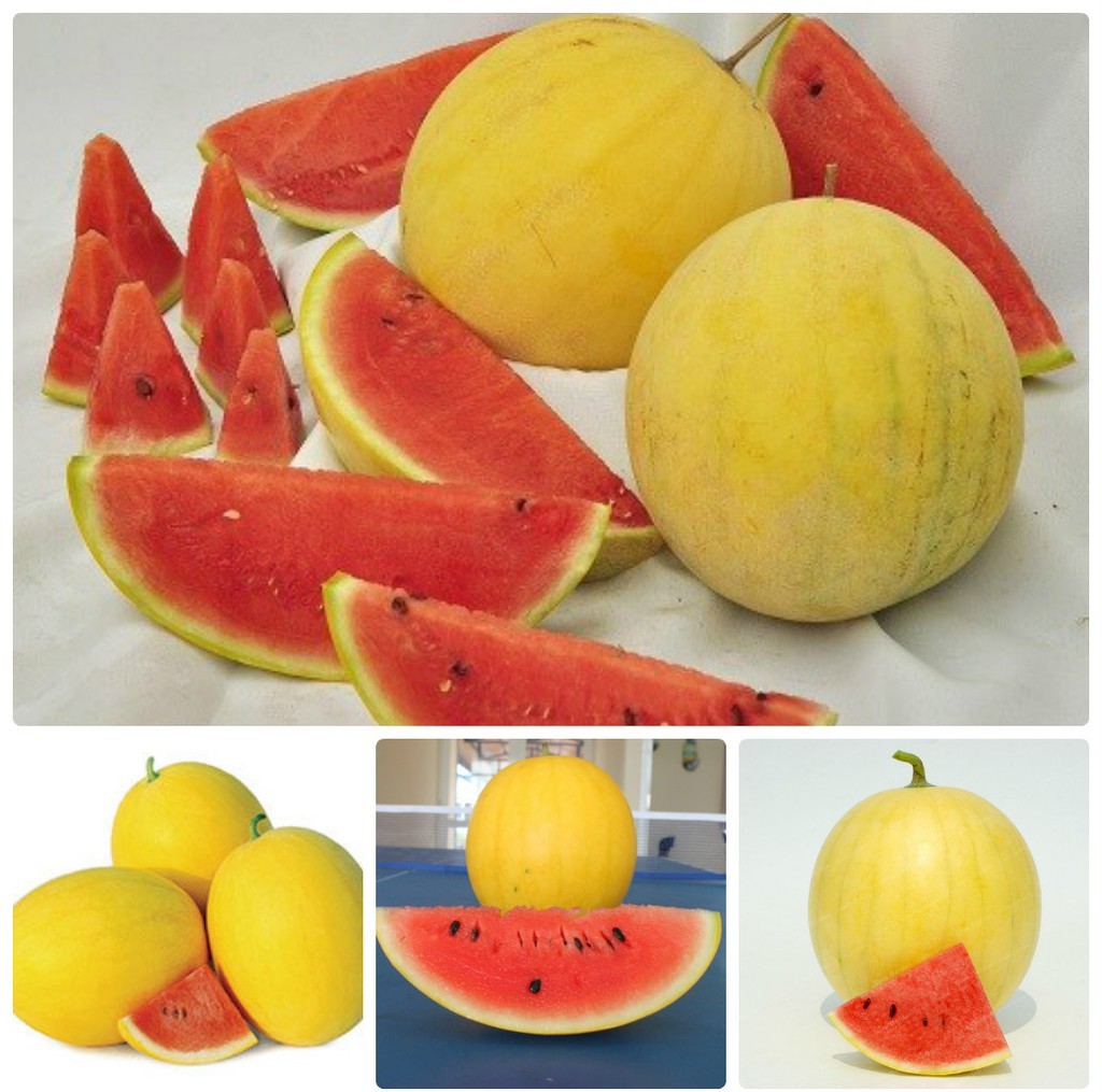 Hạt Giống Dưa Hấu Da Vàng ( Kim Hồng )