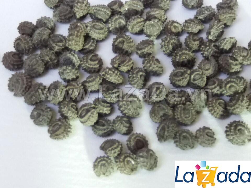 6GR 300.HẠT Hạt Giống Sương Sâm Lông (| C25*V34)