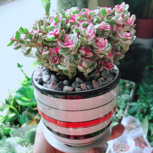 Cây Kim Chi Ngọc Diệp Hồng