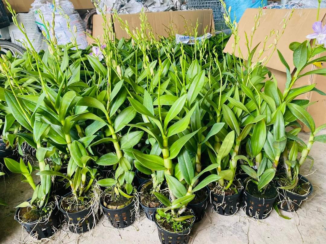 HOA LAN DAZANG SỌC HỒNG