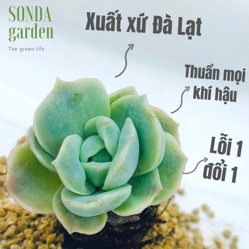 SEN ĐÁ HỒNG HÀ LAN SIZE MINI LỖI 1 ĐỔI 1
