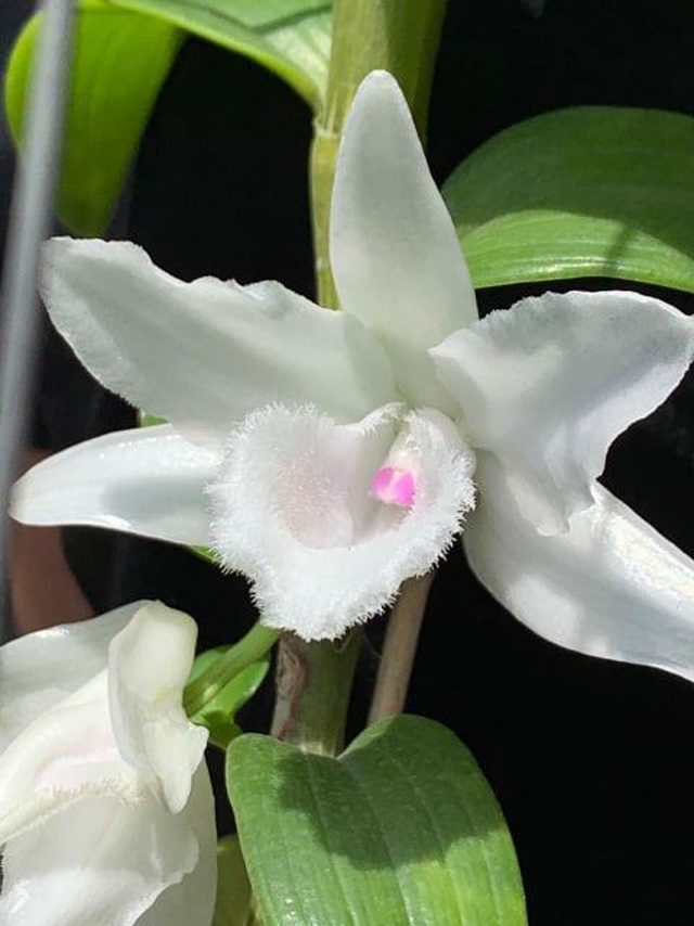 Lan phi điệp 5 cánh trắng PHI YẾN - LAN ĐỘT BIẾN - Hàng var, hoa cực đẹp cực hiếm gieo hạt - Cây Y hình uy tín chất lượng