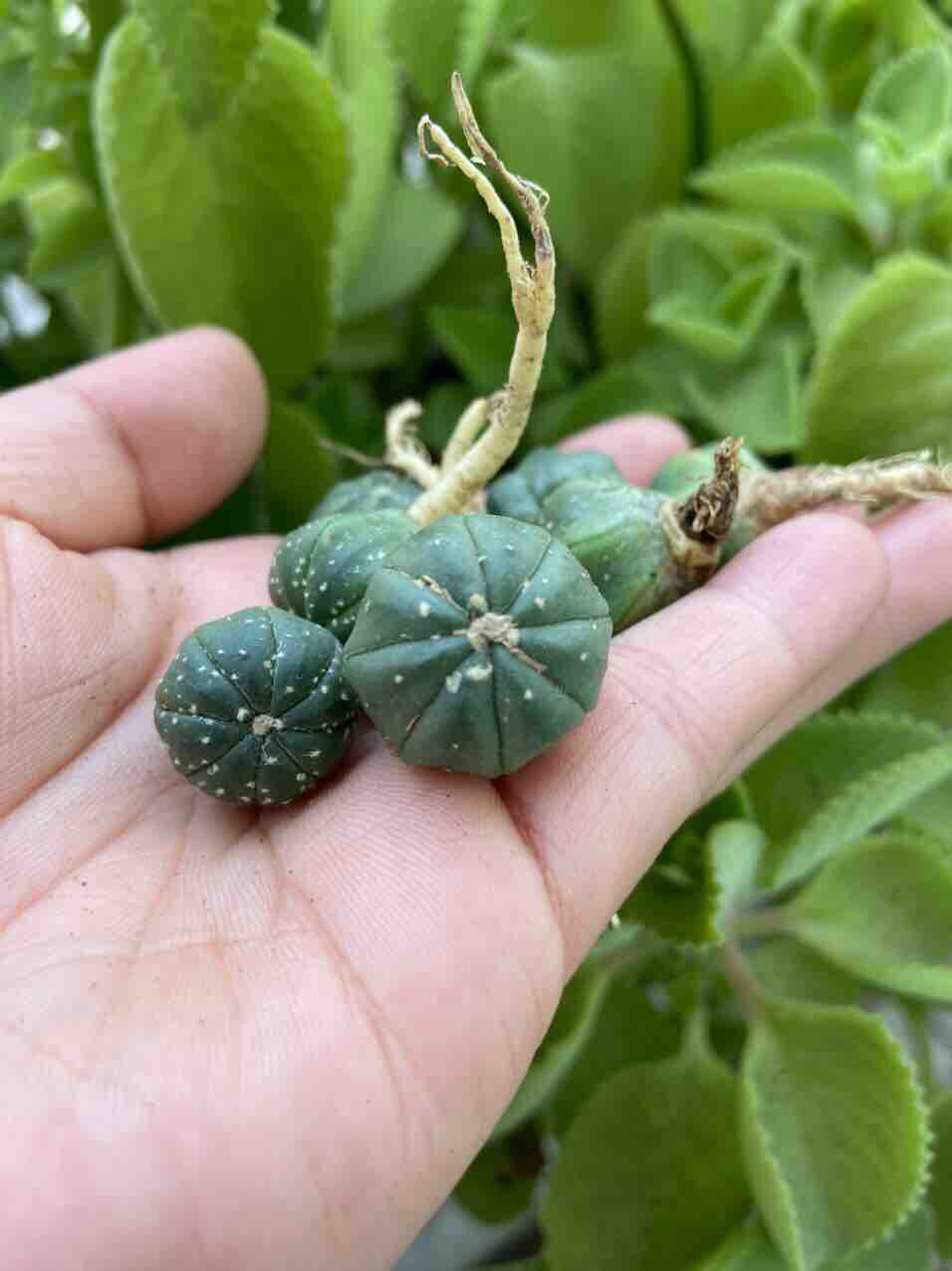 Xương Rồng Aster 2cm